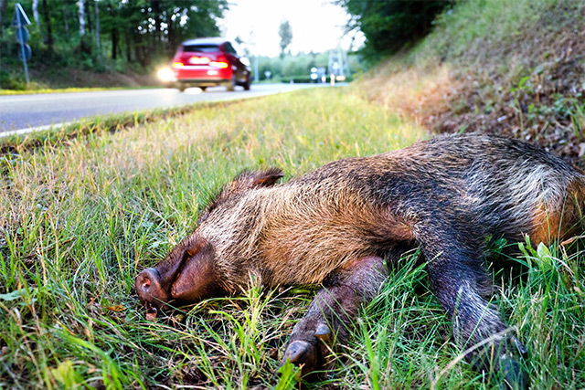 Was tun bei Wildschaden?