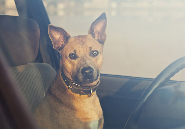 Hund in Gefahr – wann Sie im Sommer die Autoscheibe einschlagen dürfen!