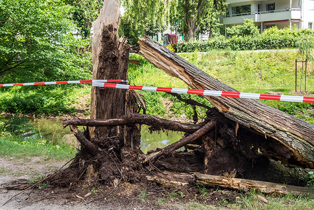 Der verspätete Sturmschaden