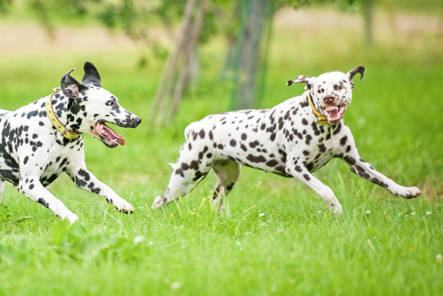 © Grigorita Ko - Fotolia.com